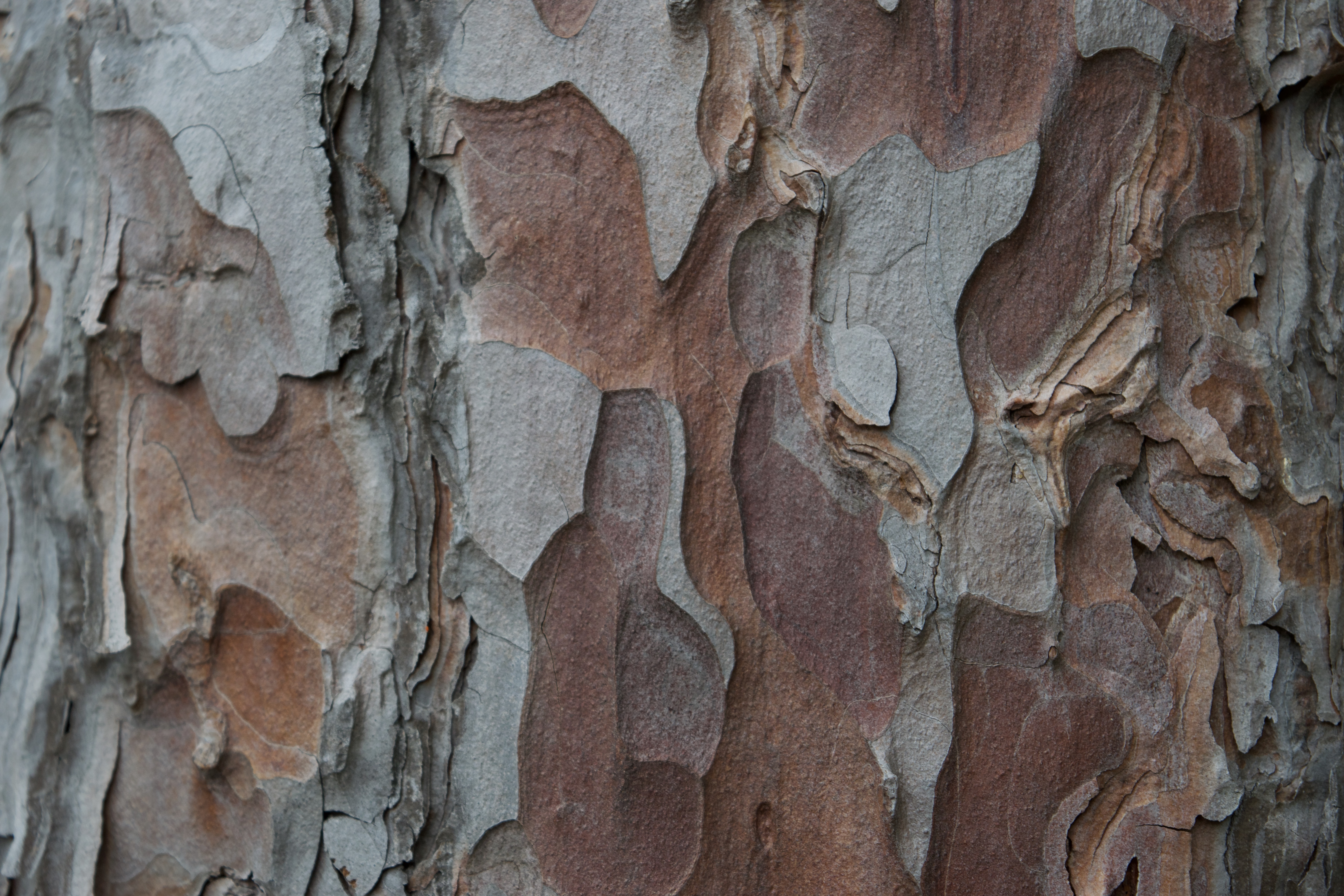 Close up image of bark