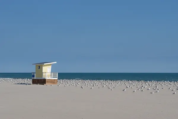 A empty beach with only seagulls