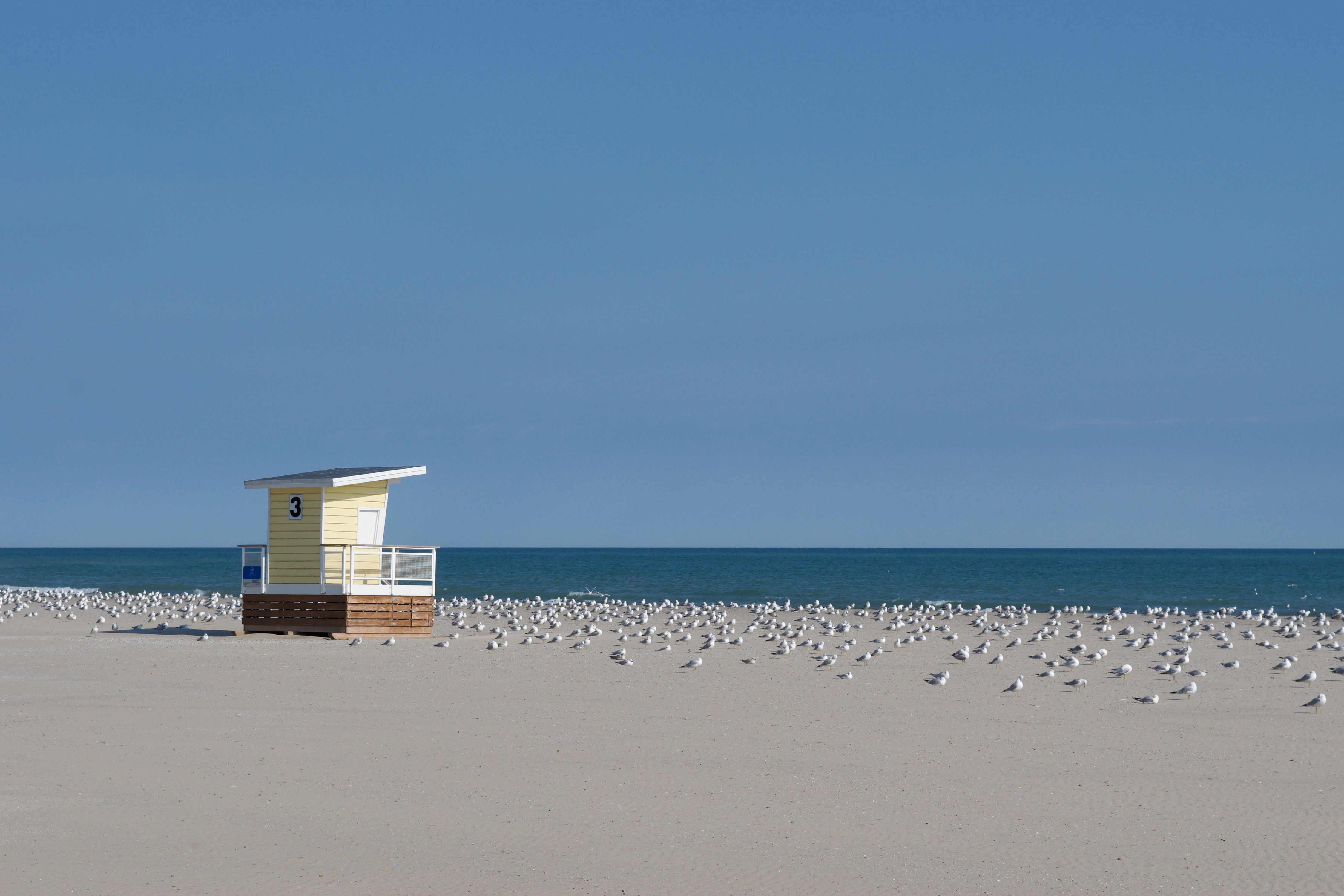 A empty beach with only seagulls
