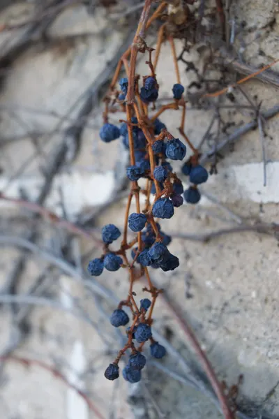 Blueberries on a brick wall