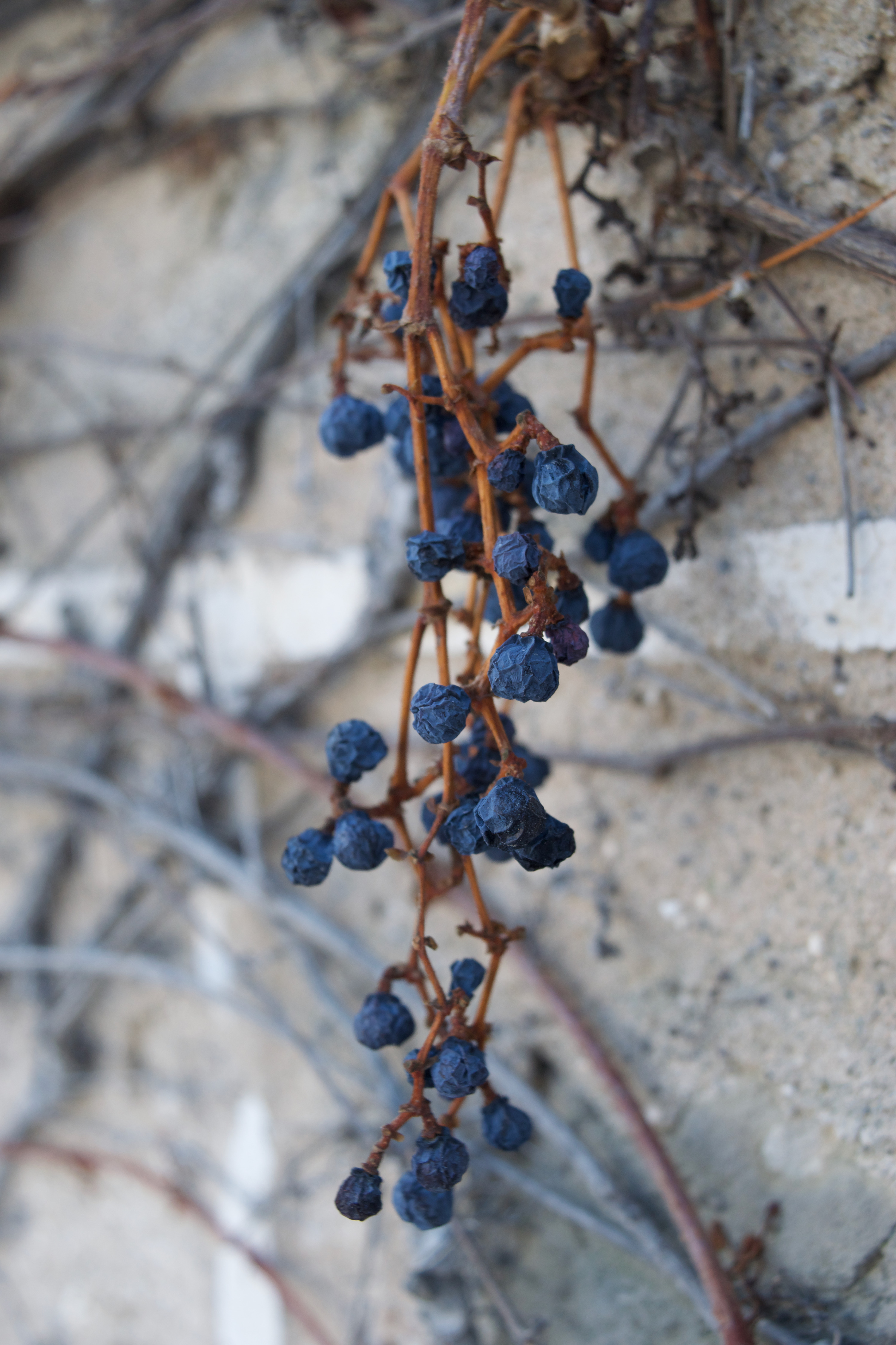 Blueberries on a brick wall