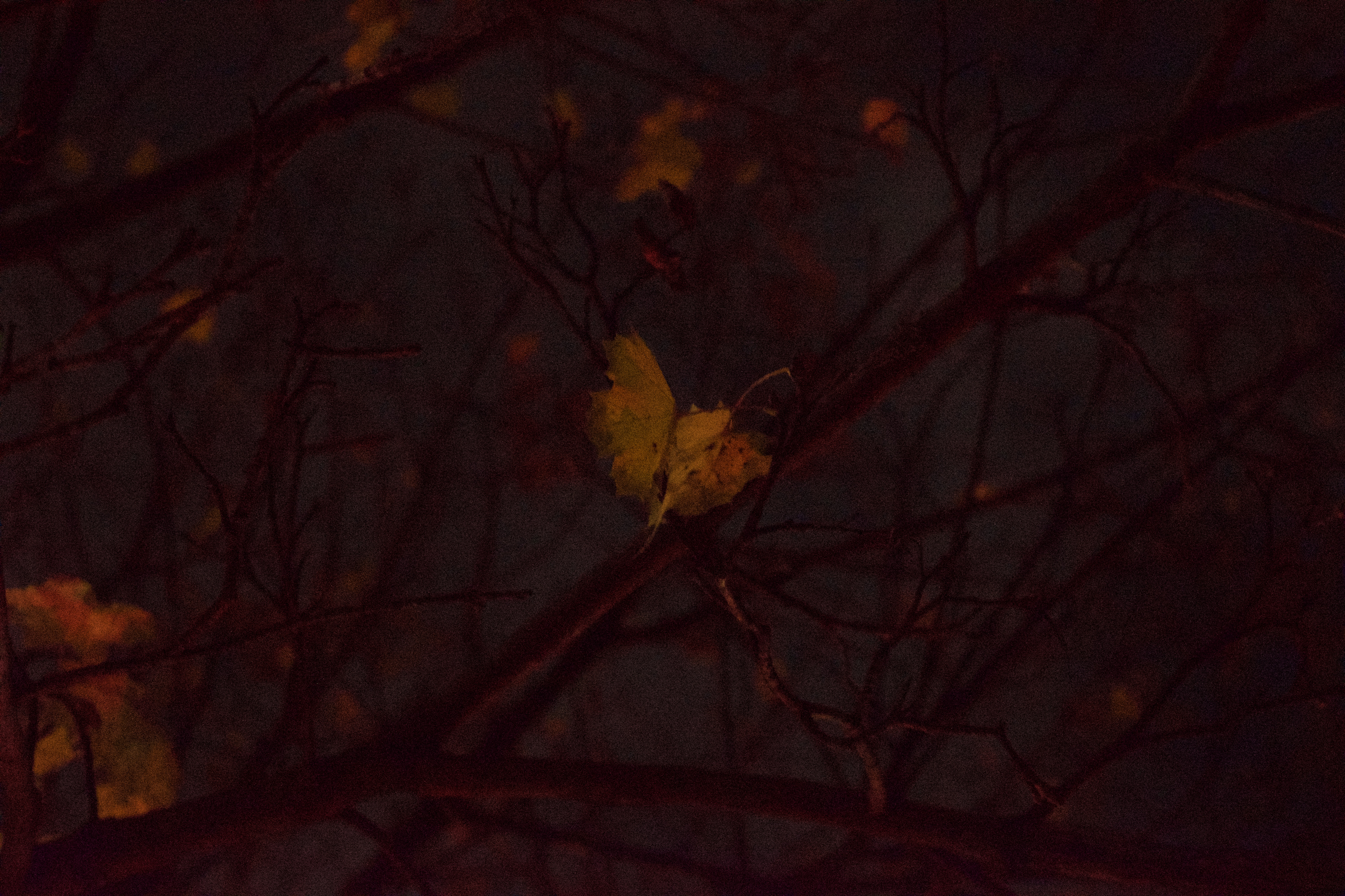 A singlular small leaf with many bare branches in the background