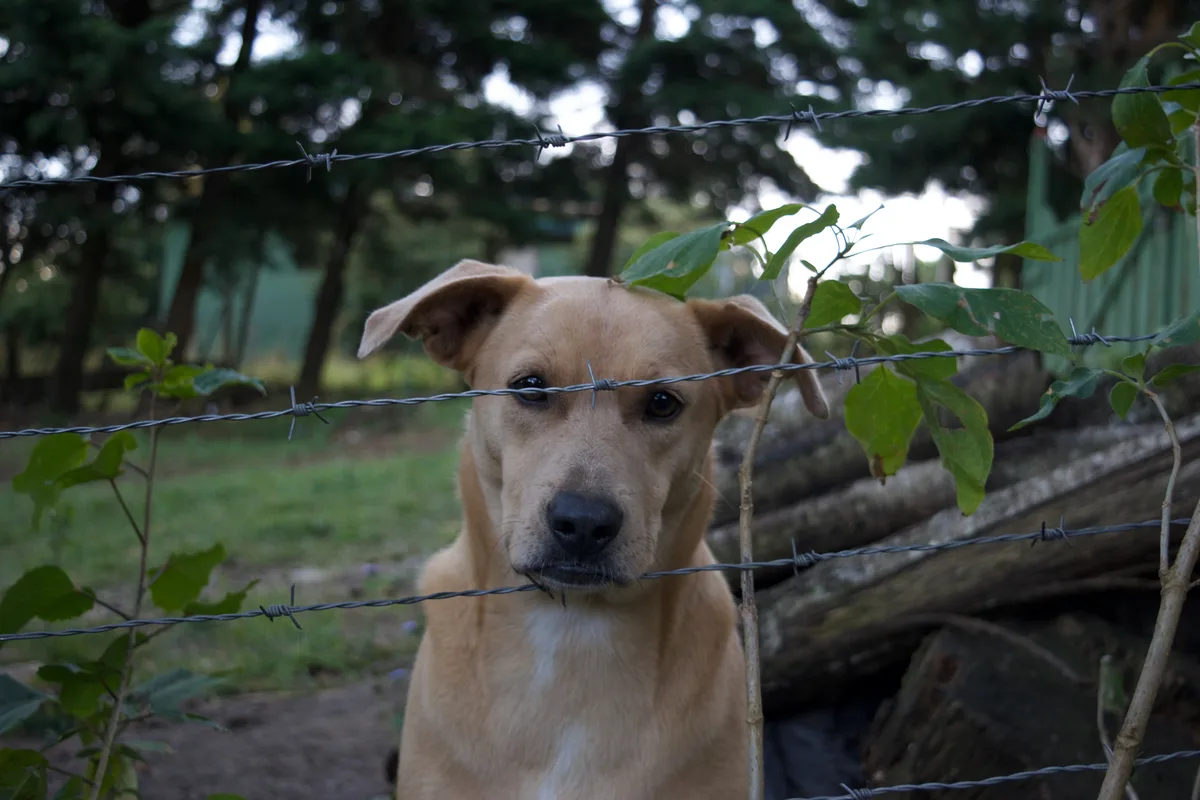A dog behind a barbed wire fence