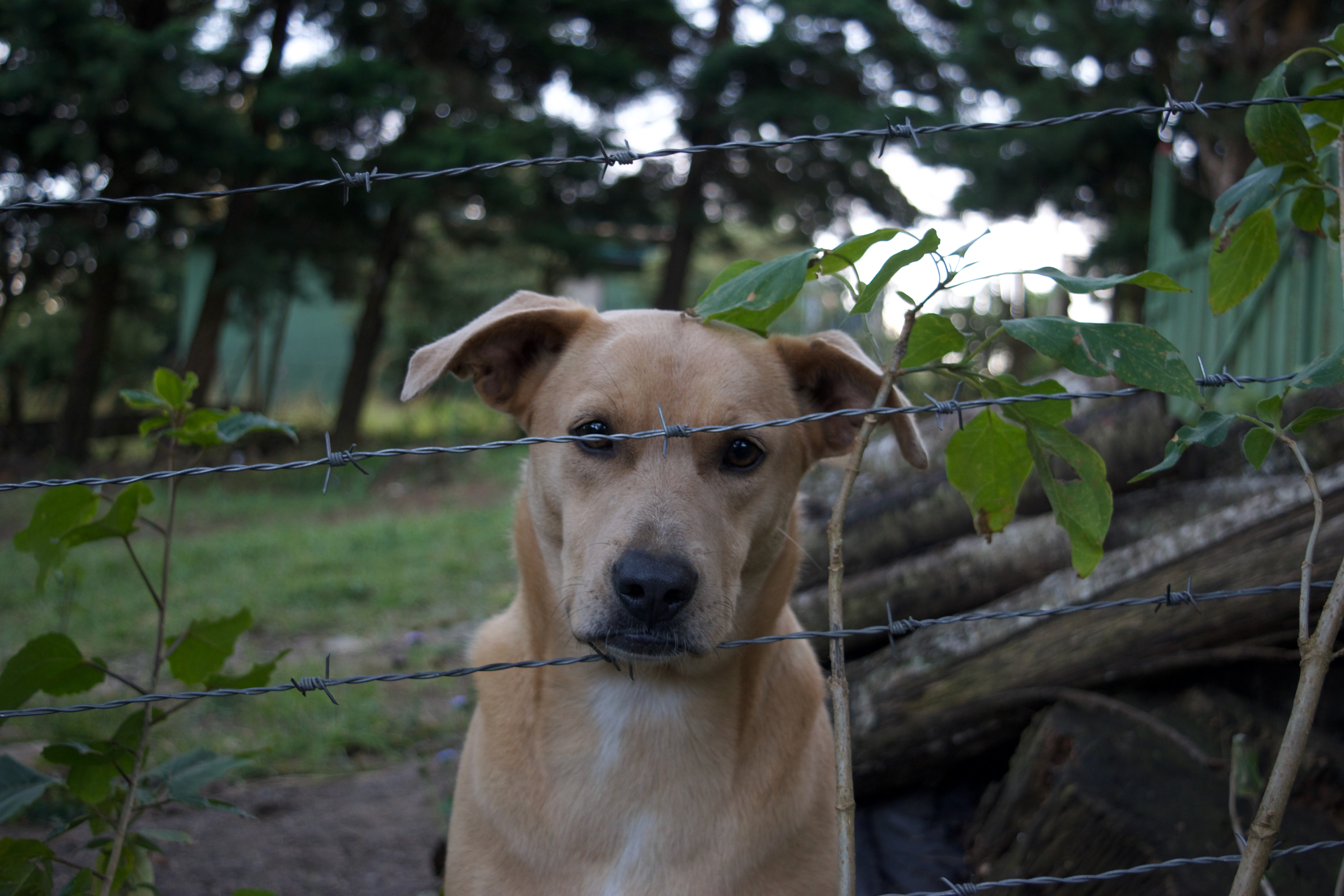 A dog behind a barbed wire fence