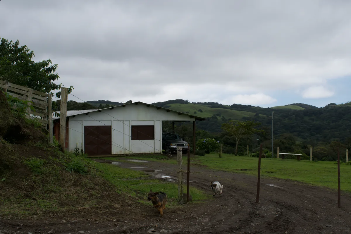 Two dogs running towards the camera down a driveway