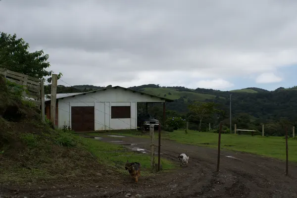 Two dogs running towards the camera down a driveway
