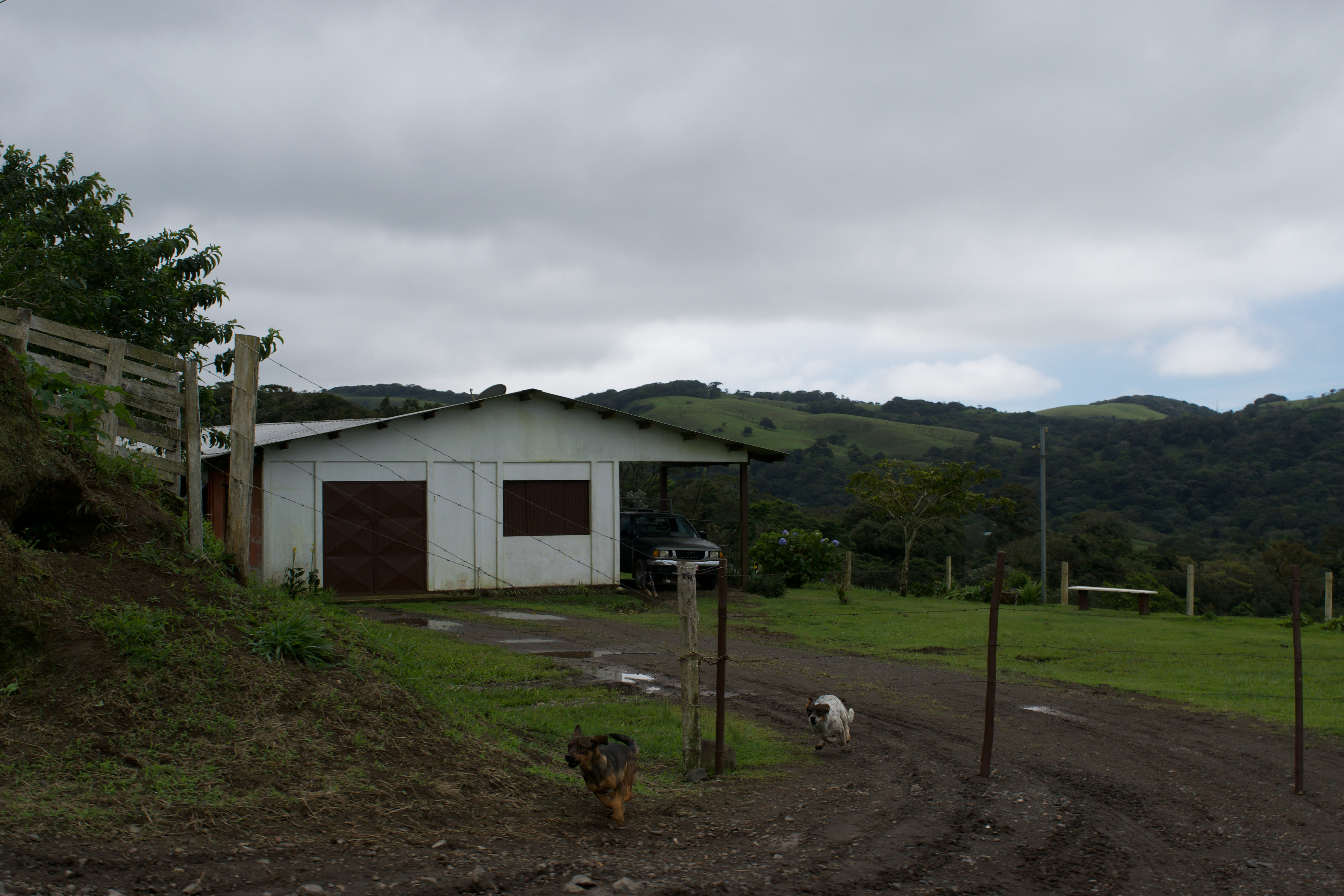 Two dogs running towards the camera down a driveway
