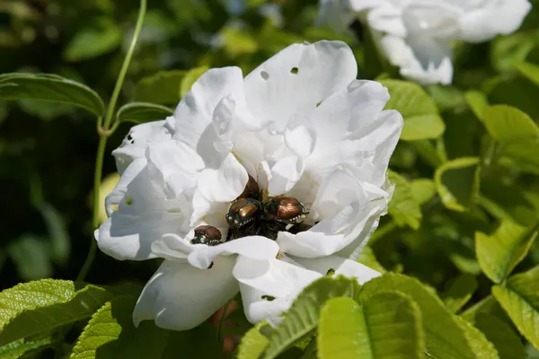 A flower with bugs inside
