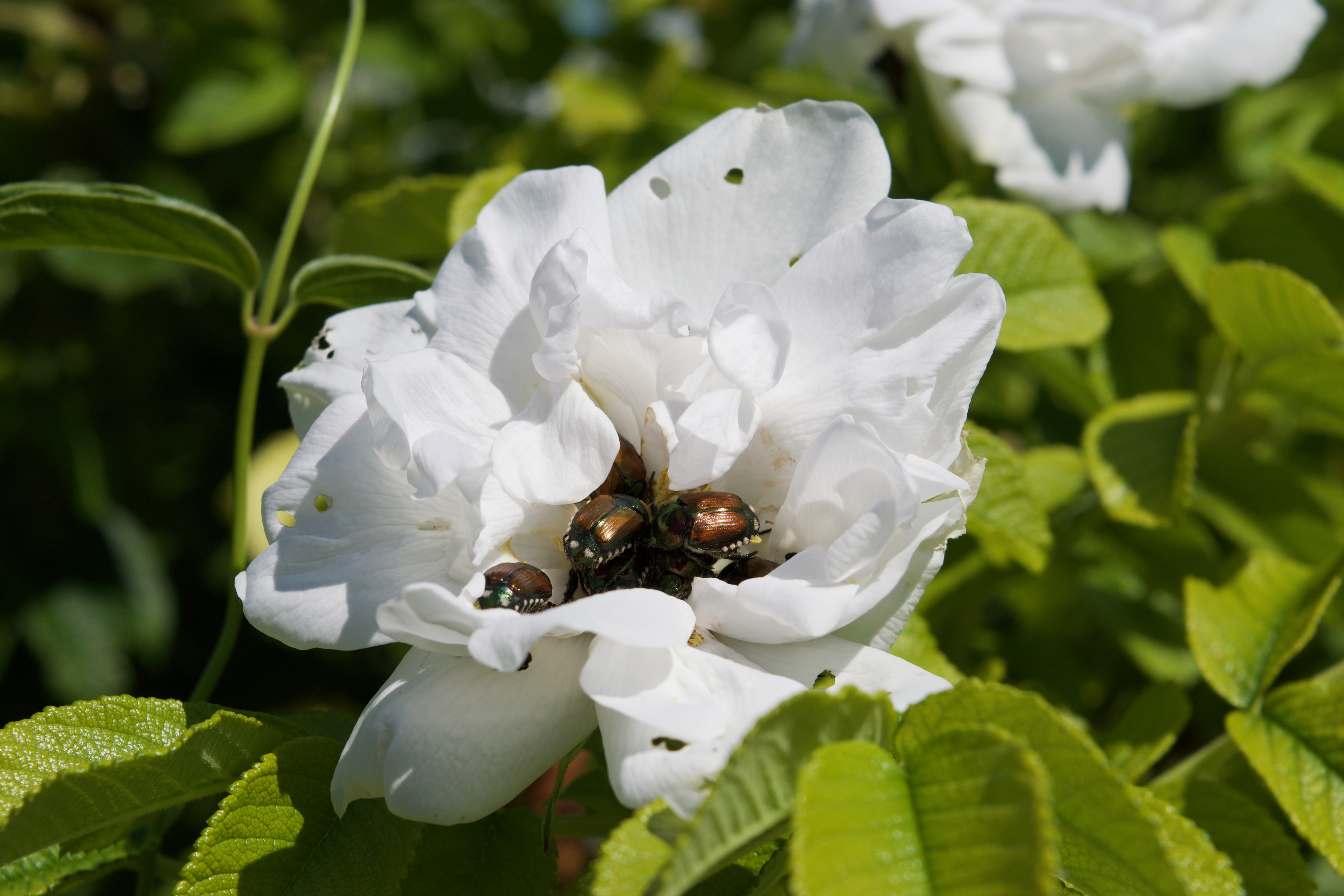 A flower with bugs inside