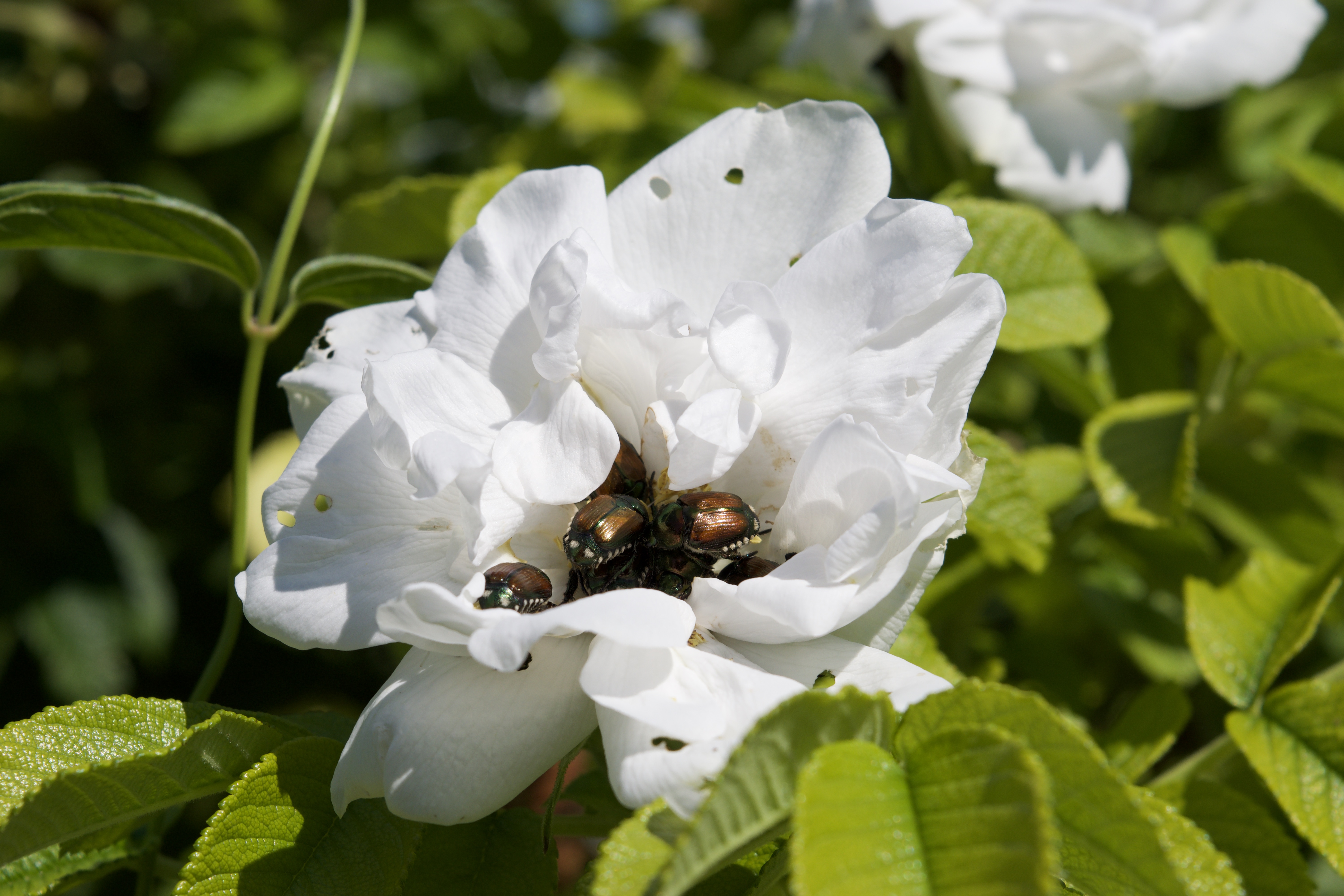 Beatles inside of a white flower
