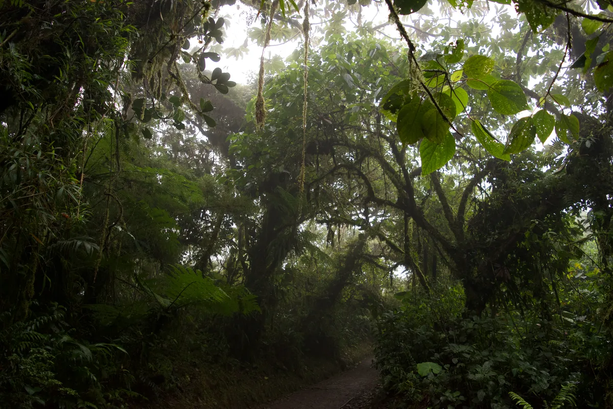 A path going through a forest