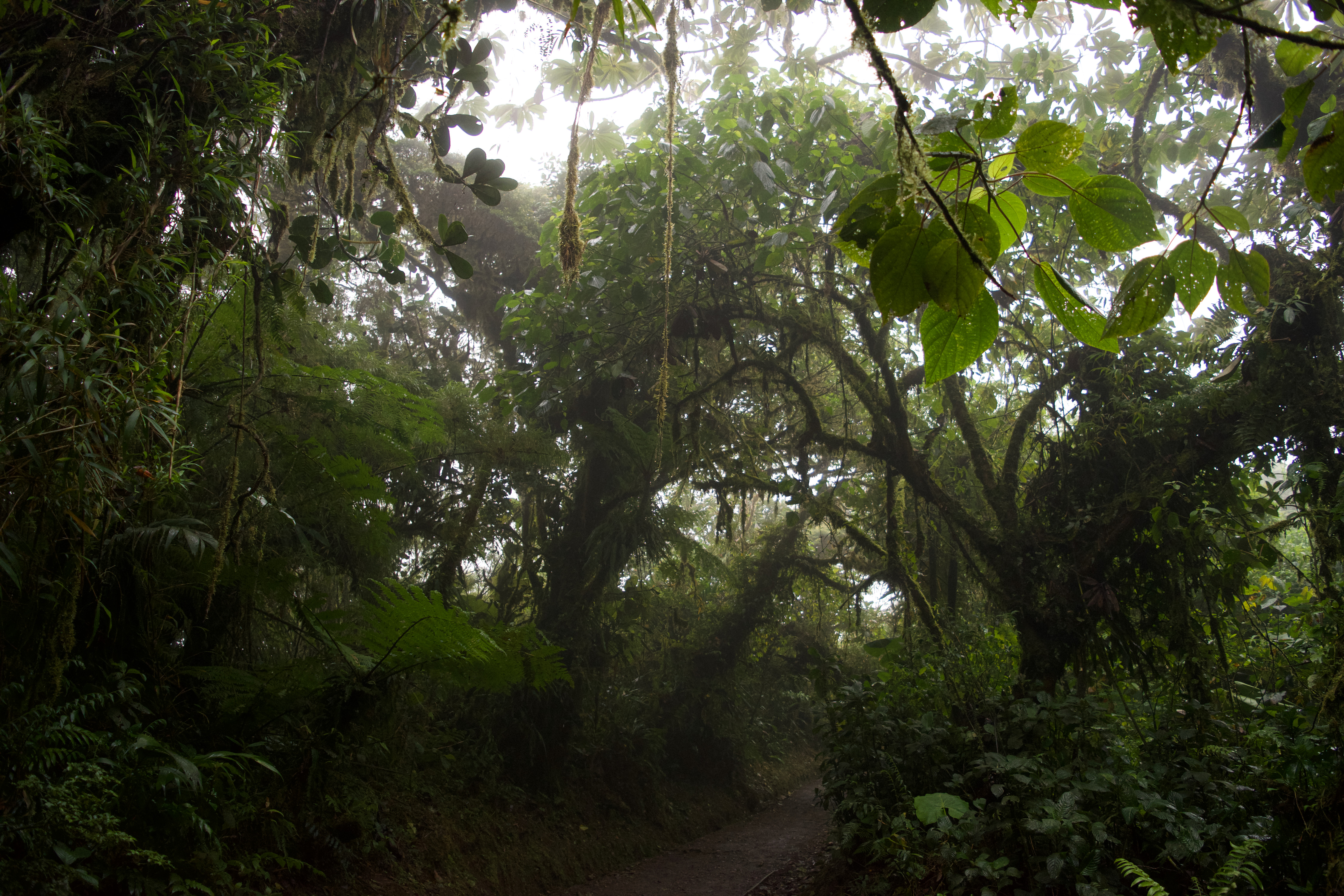 A path going through a forest
