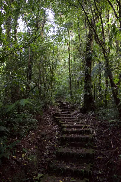 A set of stairs, covered in moss, going through the forest
