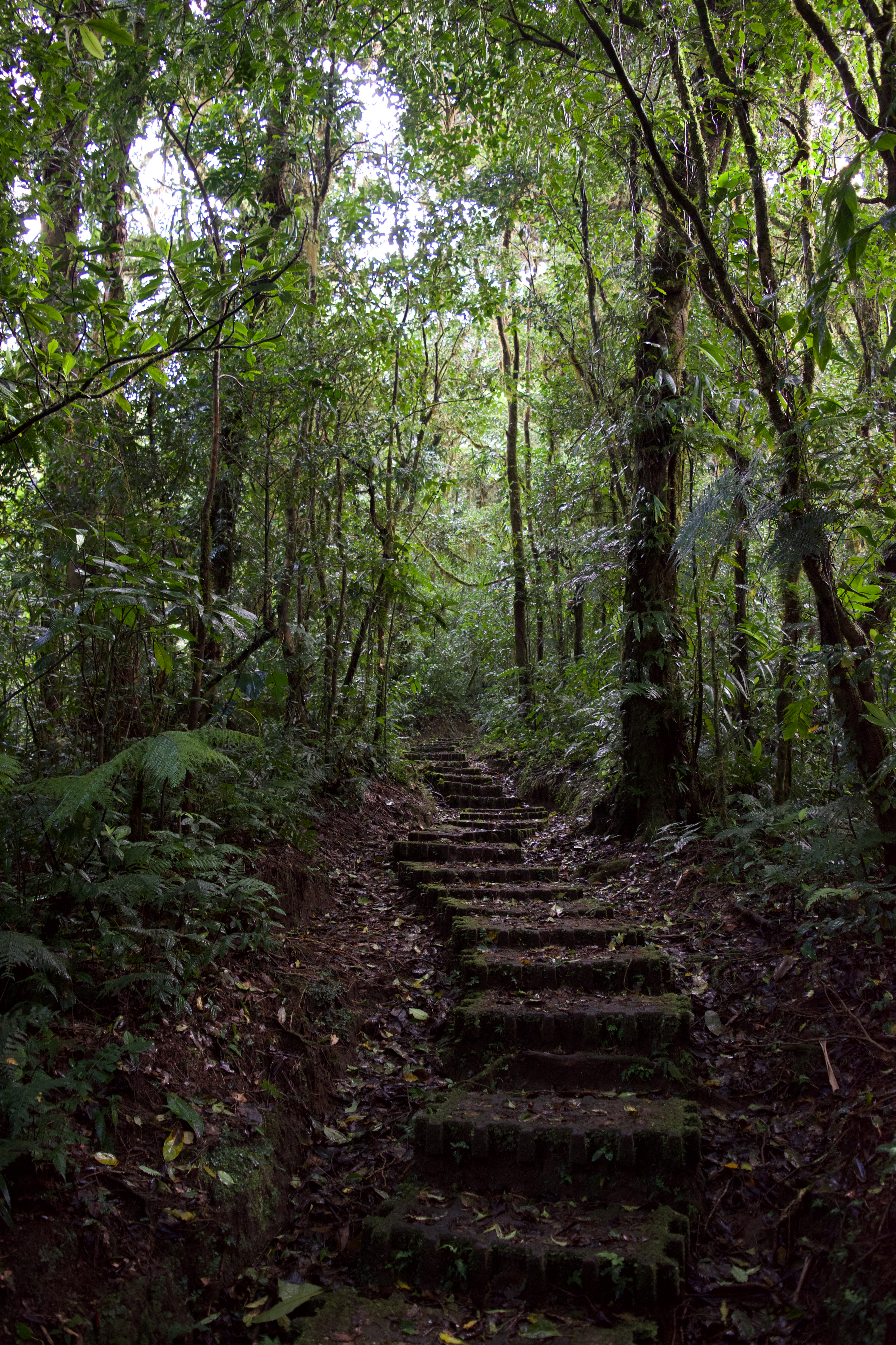 A set of stairs, covered in moss, going through the forest