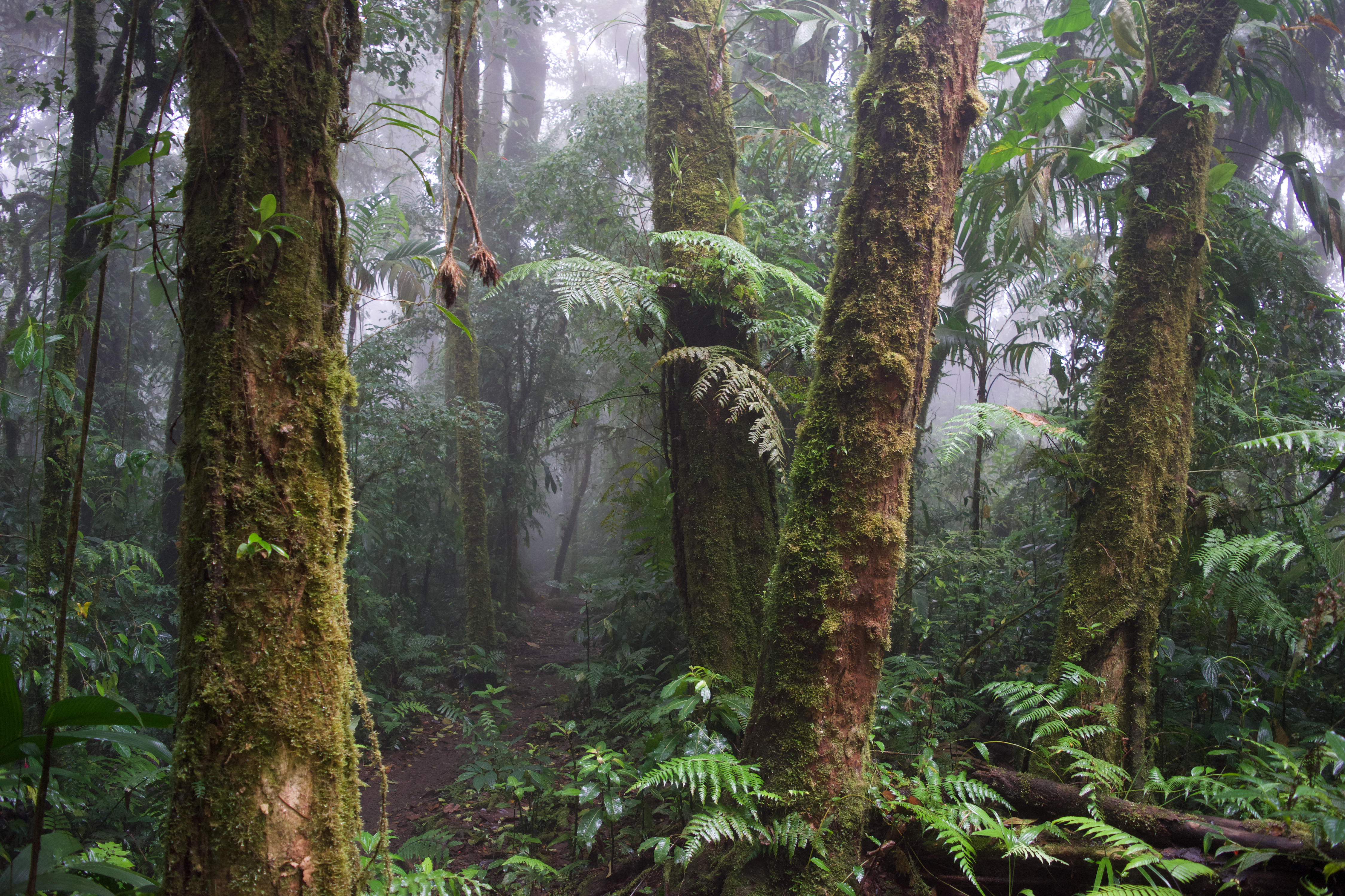 A few tress in the foreground and a whole forest of trees in the background