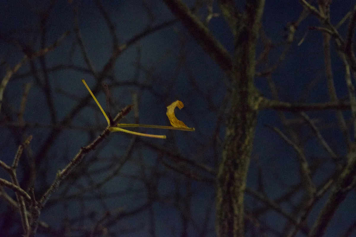 A green leaf sourounded by dark branches