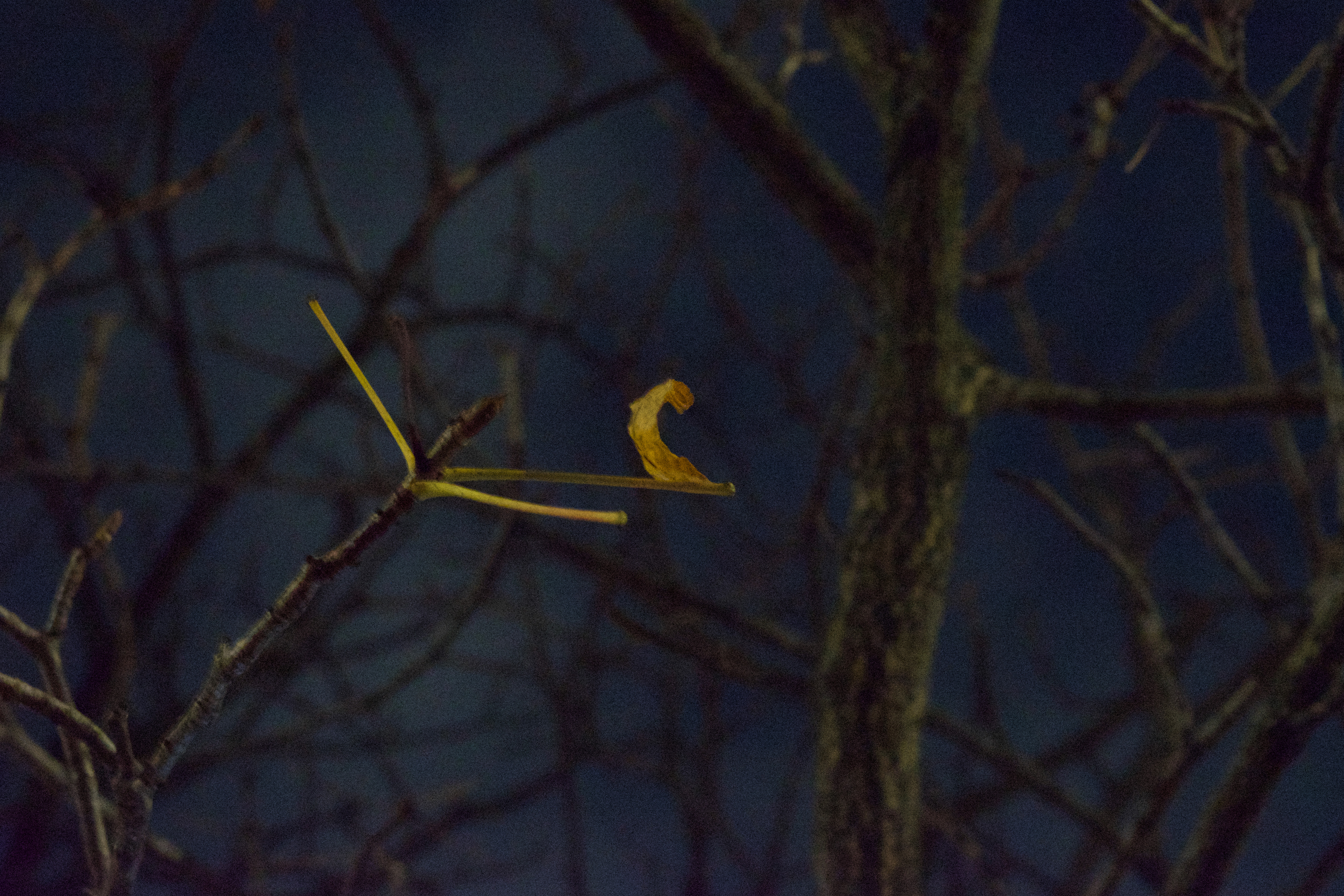A green leaf sourounded by dark branches