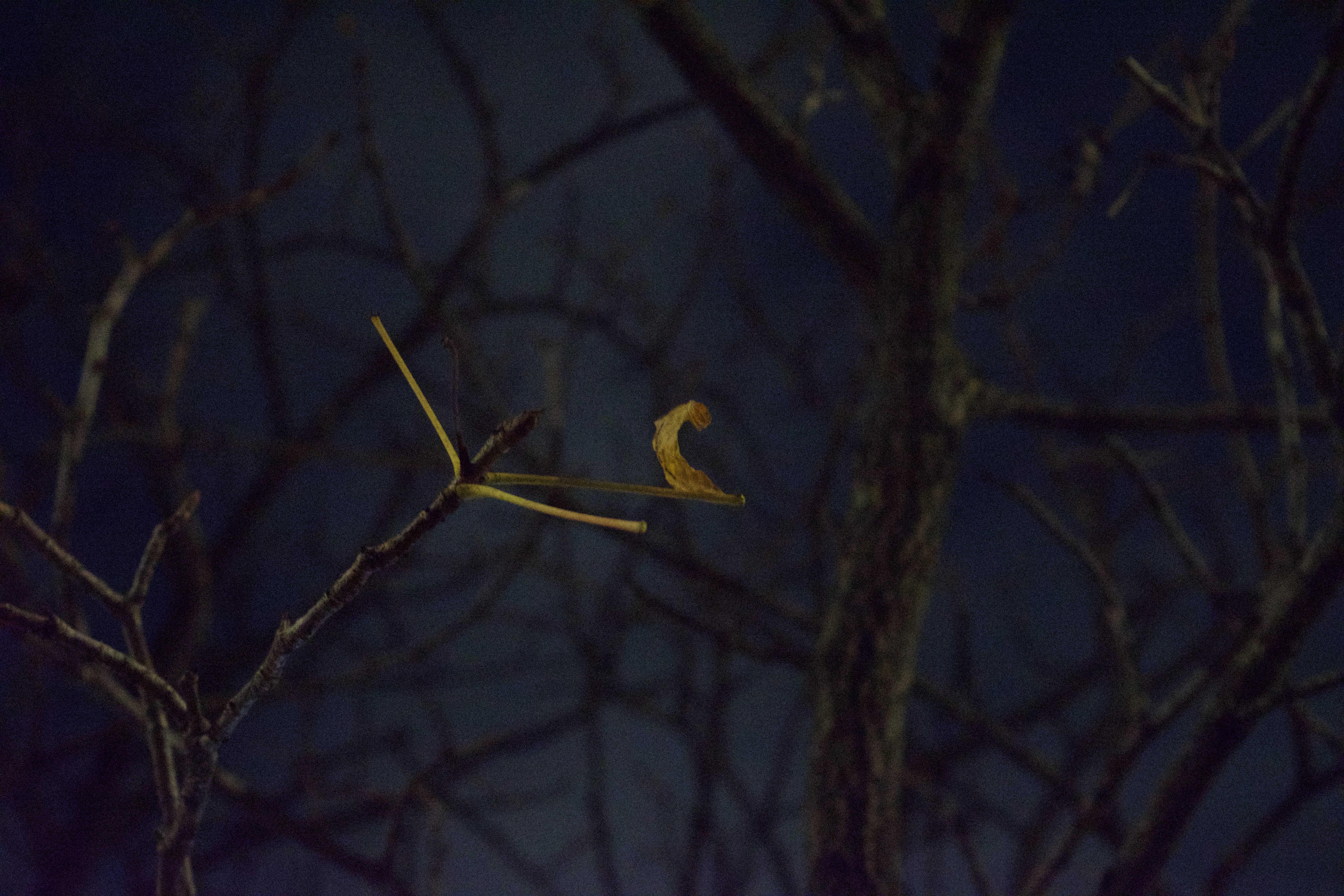 A singlular small green leaf with many bare branches in the background