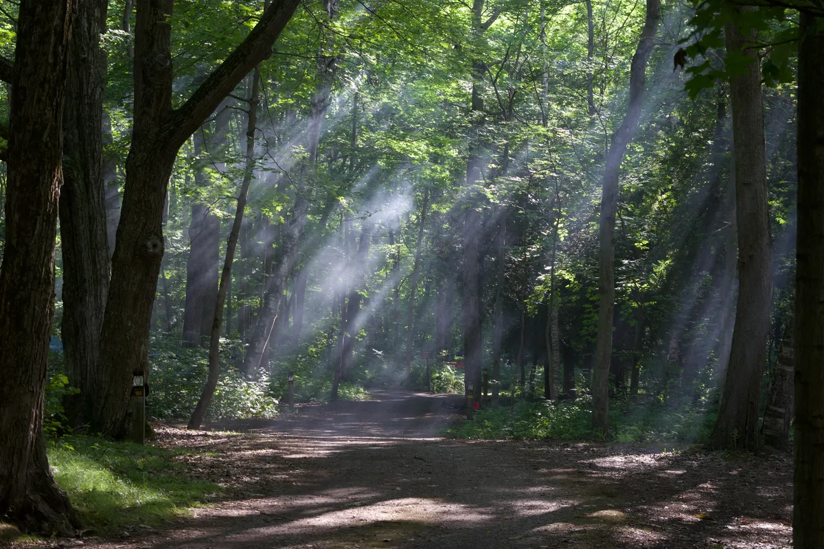 Smog over a forest path