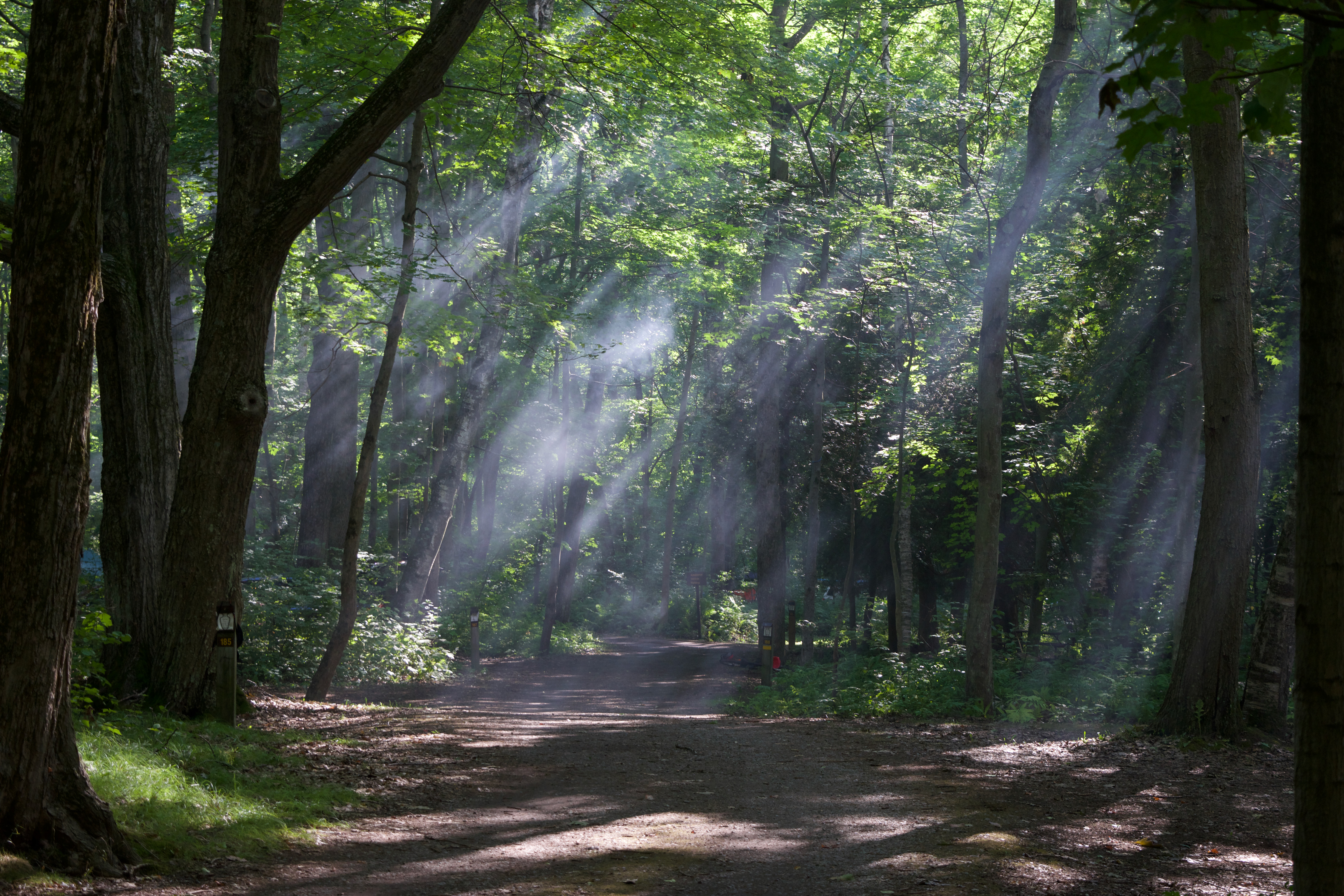 Smog over a forest path