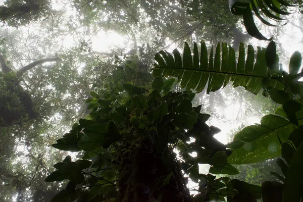 A image looking up at some hazy trees