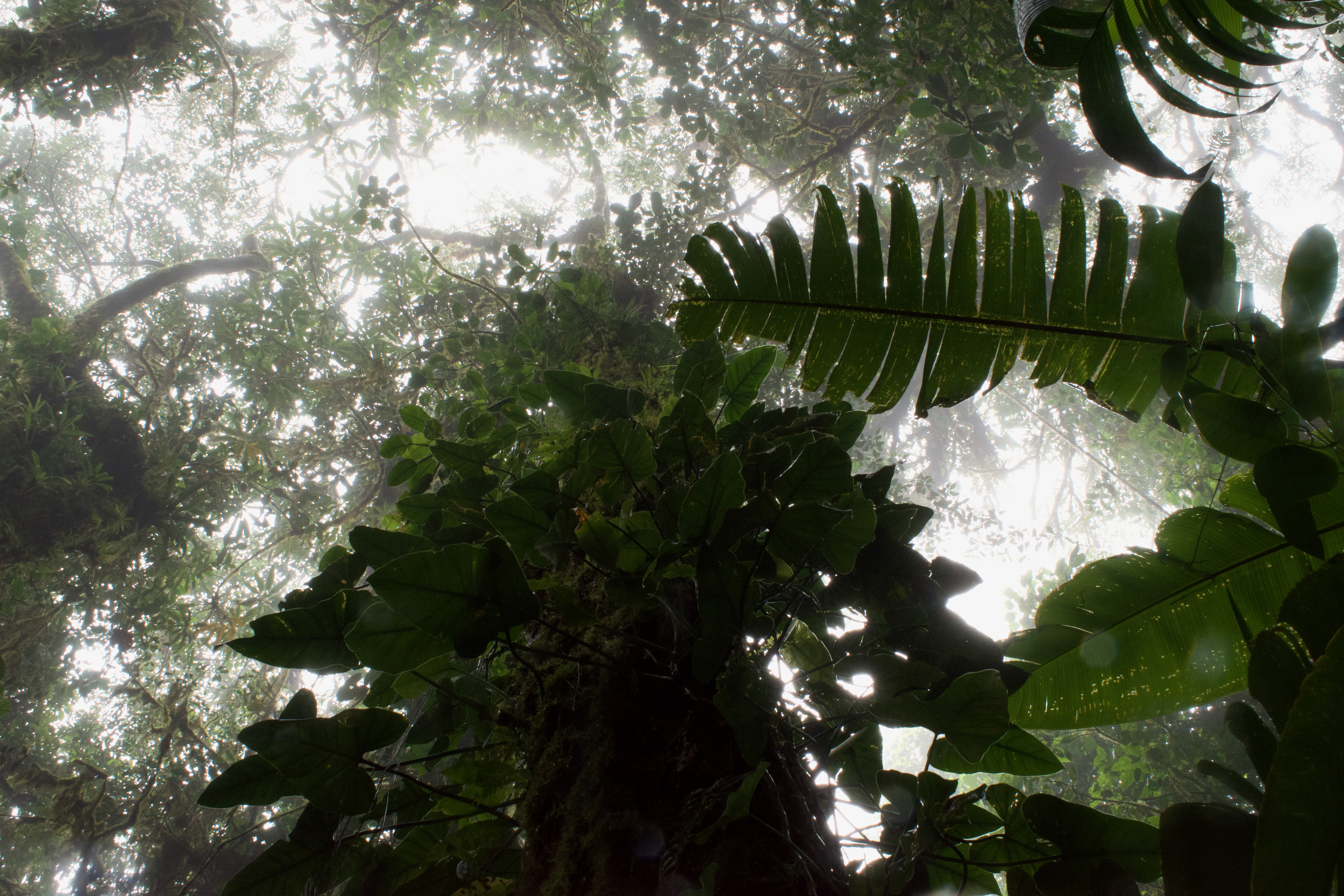 A image looking up at some hazy trees