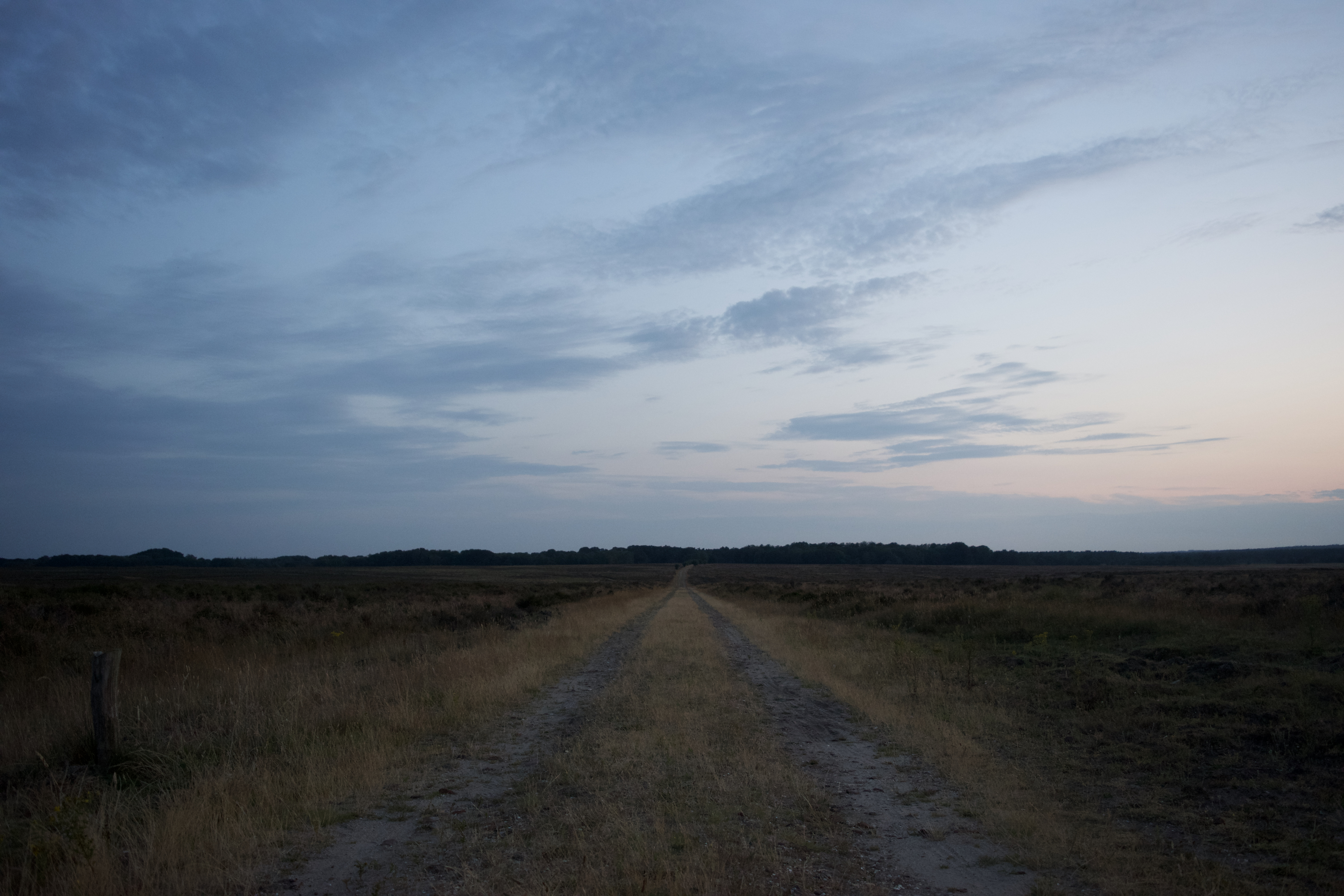 A park with a path surrounded by drooping trees
