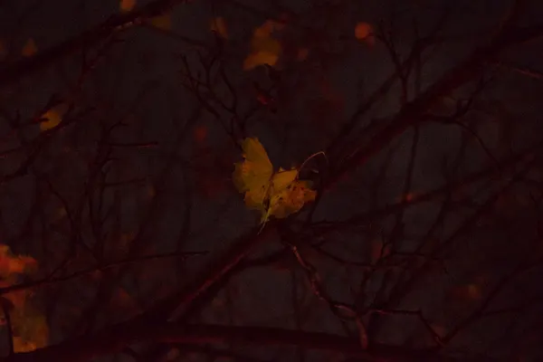A red leaf sourounded by dark branches