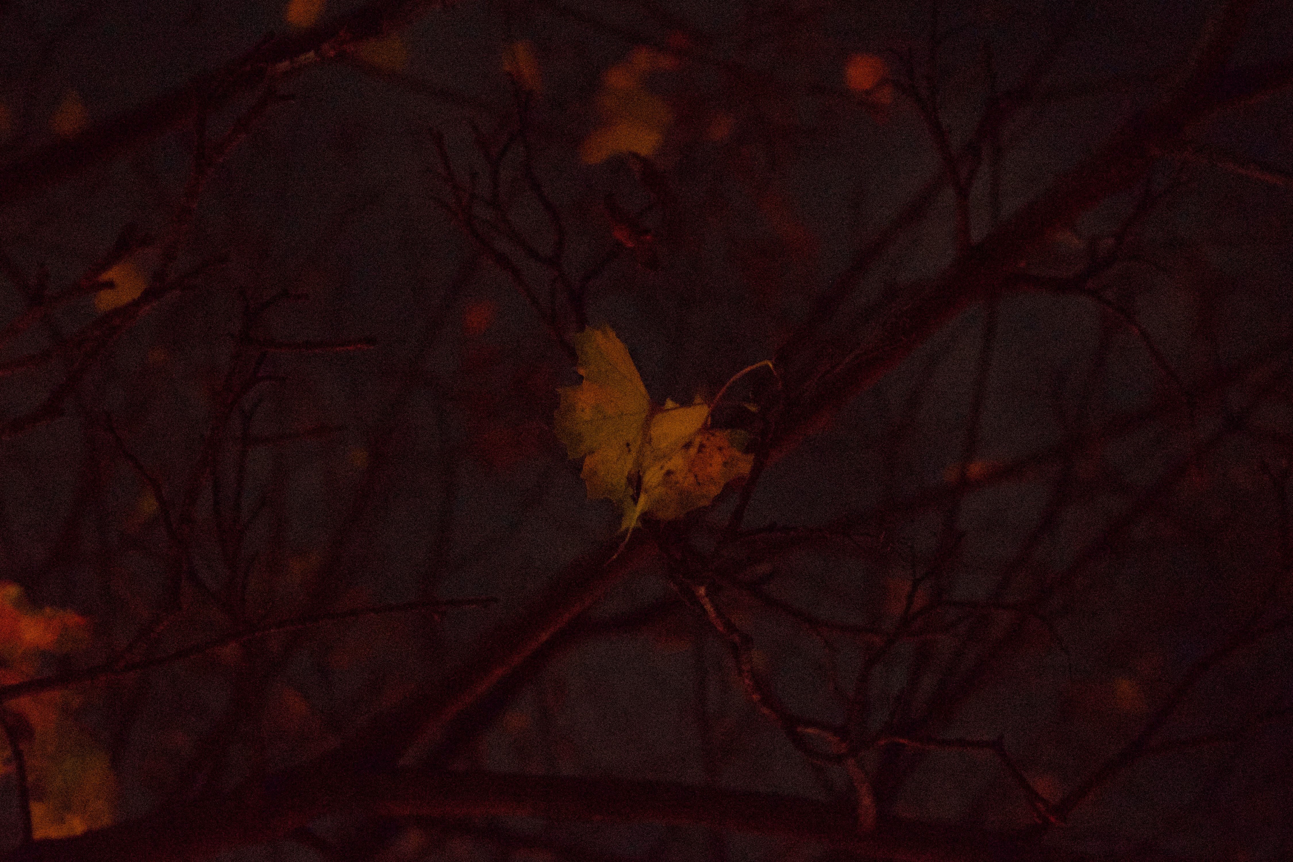 A red leaf sourounded by dark branches