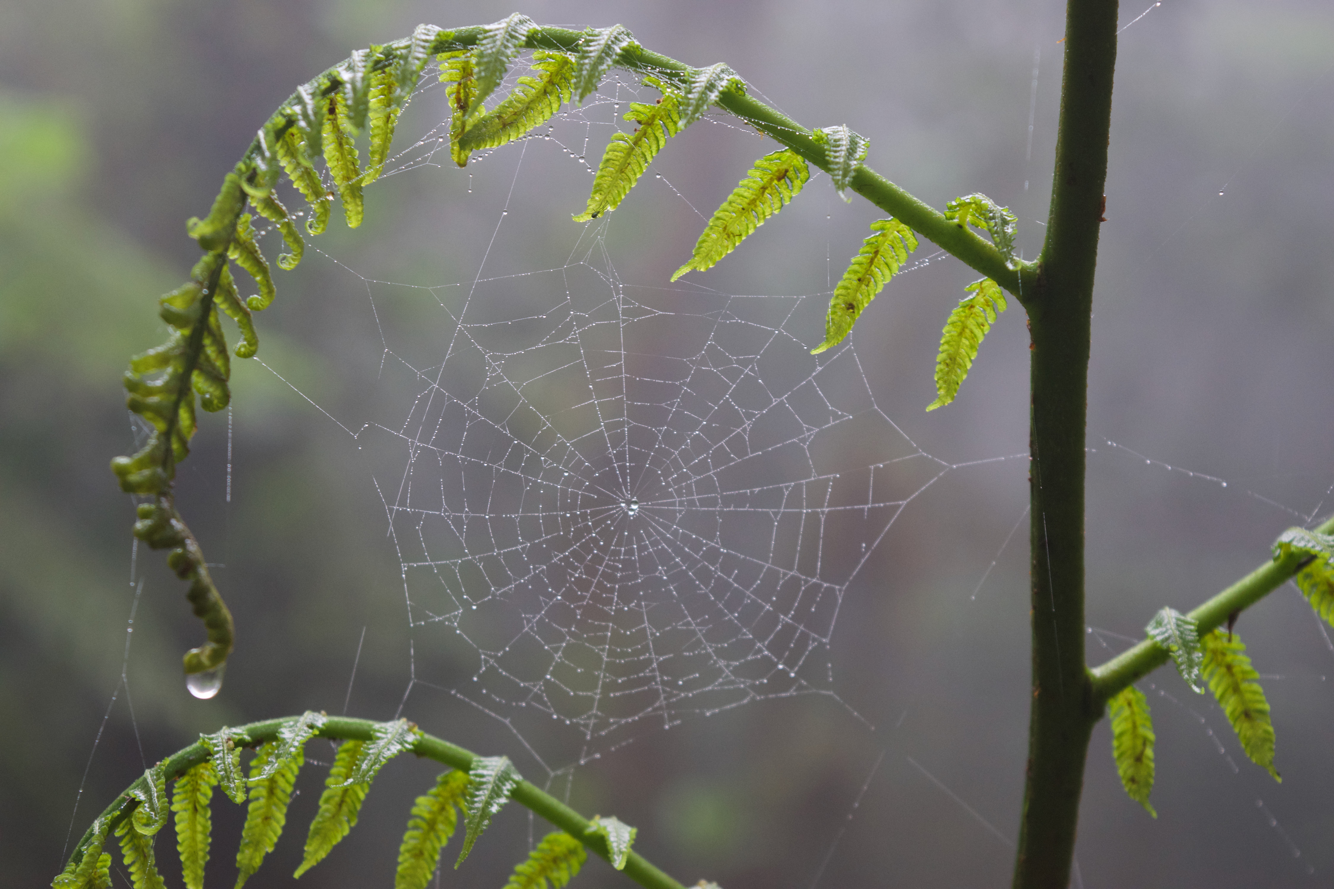 A dewy spider web