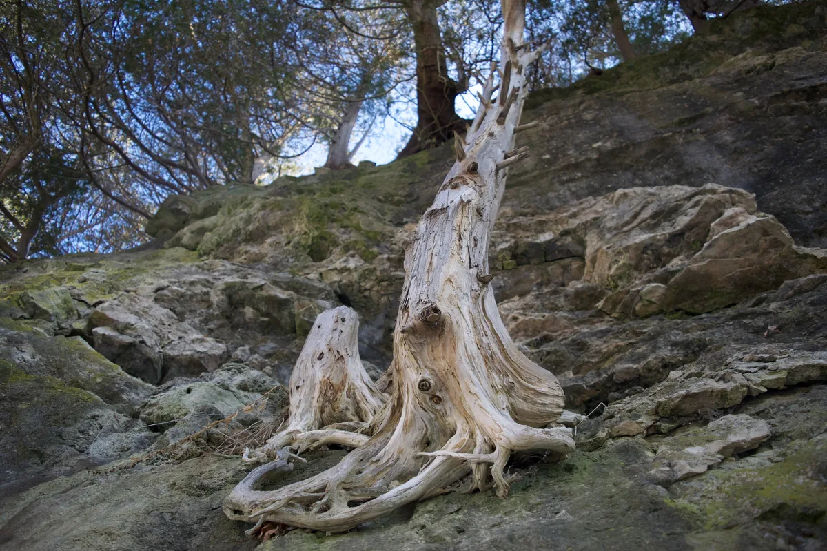 A tree growing out of the side of a steep hill