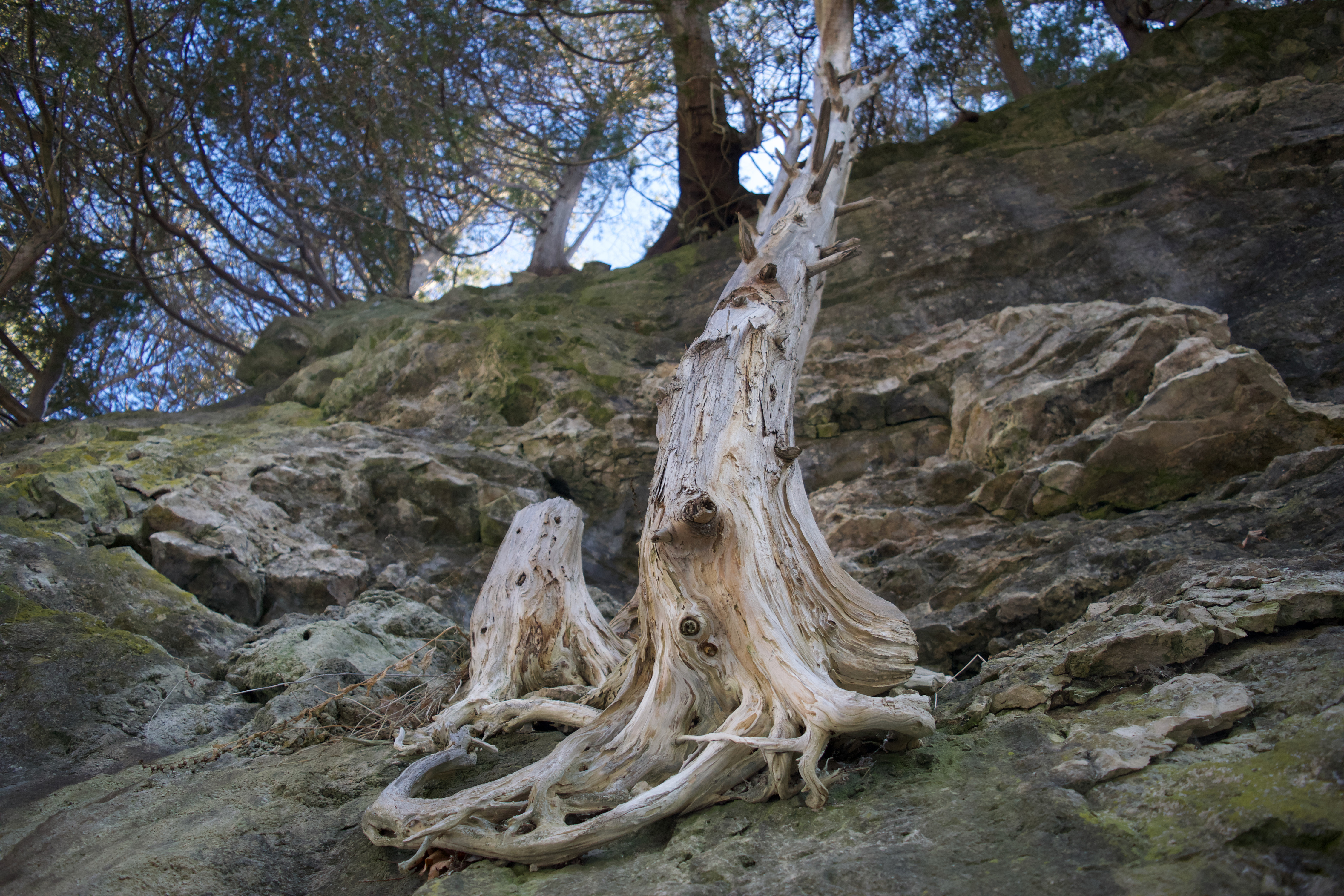 A tree growing out of the side of a steep hill