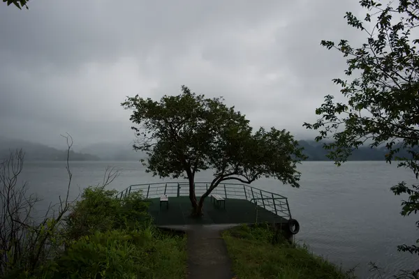 A tree on a large manmade dock