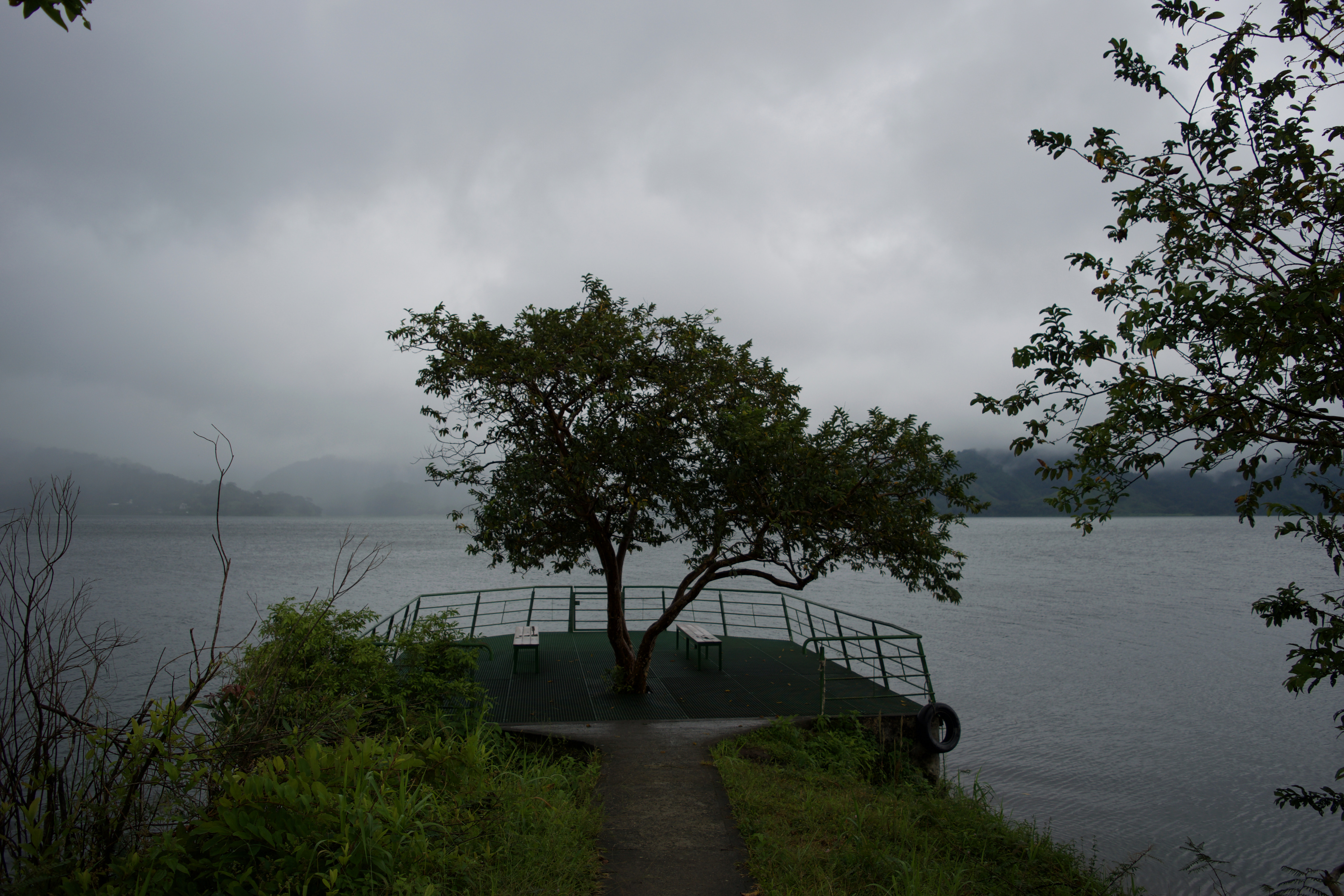 A tree on a large manmade dock
