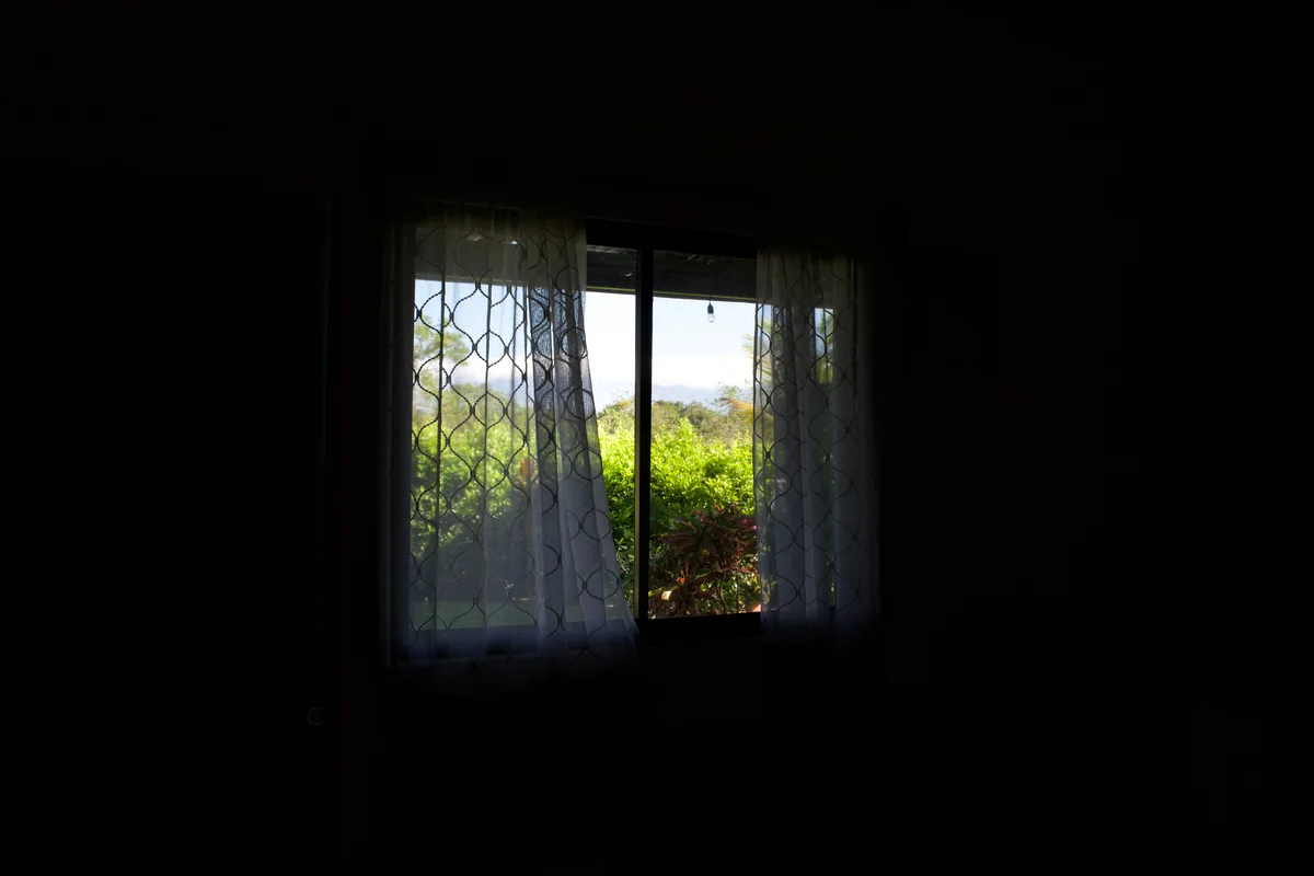 Tress through a window