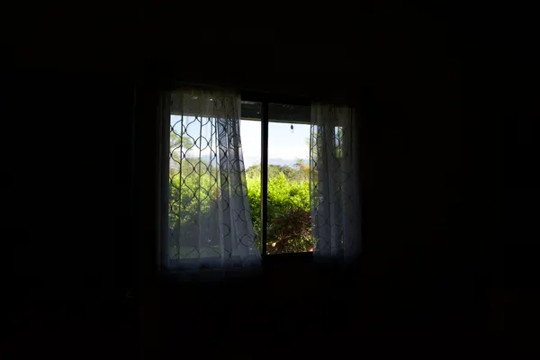 Tress through a window