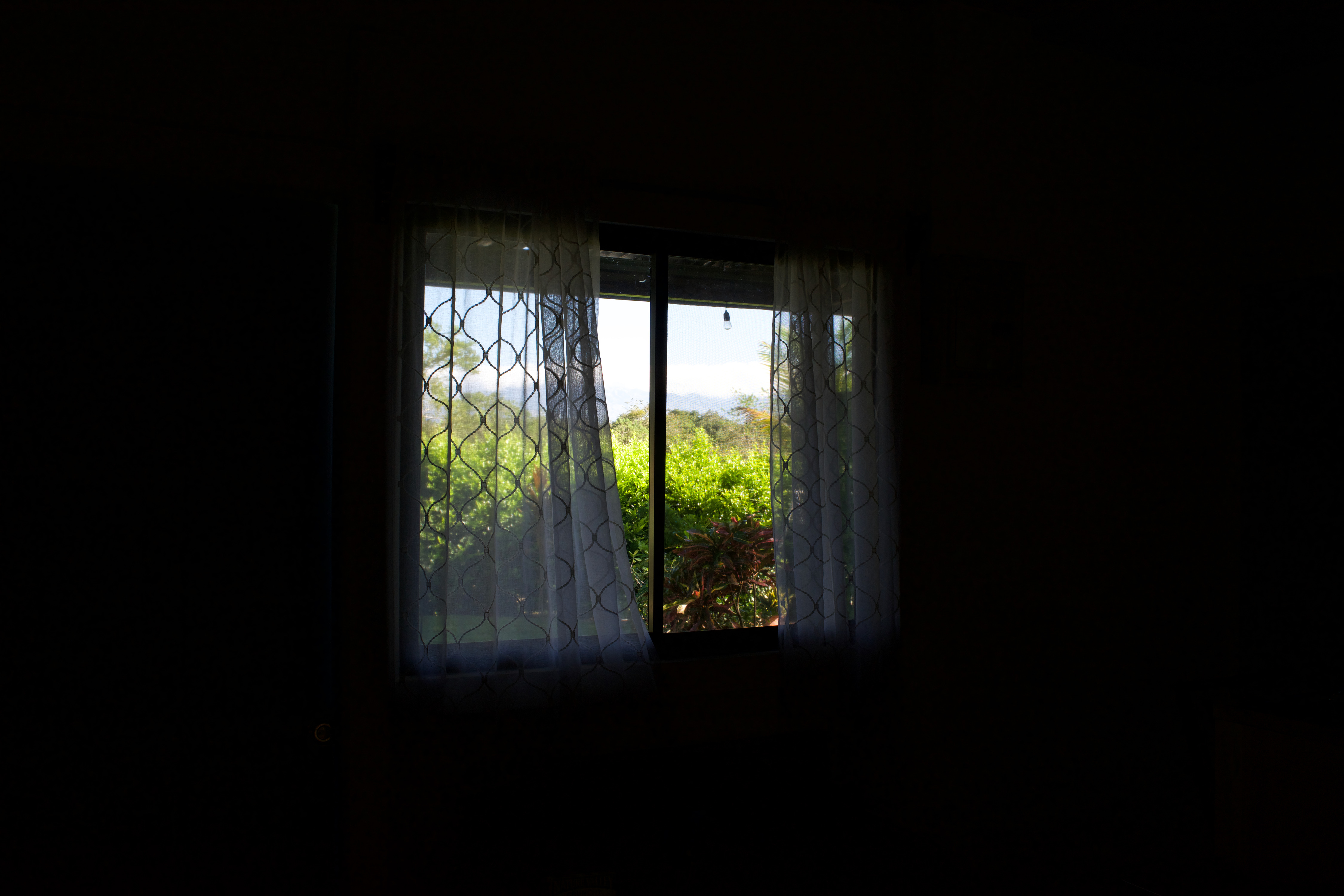 Tress through a window
